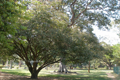 Lafoensia microphylla